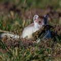 Hermelin (Mustela erminea) nimmt Material mit in den Bau