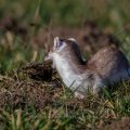 Hermelin (Mustela erminea) nimmt Material mit in den Bau