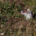 Hermelin (Mustela erminea)