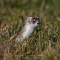 Hermelin (Mustela erminea)