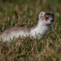 Hermelin (Mustela erminea)