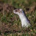 Hermelin (Mustela erminea)