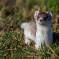 Hermelin (Mustela erminea)