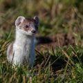 Hermelin (Mustela erminea)