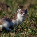 Hermelin (Mustela erminea)