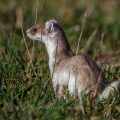 Hermelin (Mustela erminea)