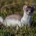 Hermelin (Mustela erminea)