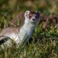 Hermelin (Mustela erminea)