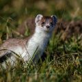 Hermelin (Mustela erminea)
