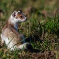 Hermelin (Mustela erminea)