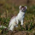 Hermelin (Mustela erminea)