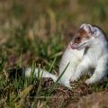 Hermelin (Mustela erminea)
