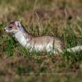 Hermelin (Mustela erminea)
