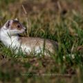 Hermelin (Mustela erminea)