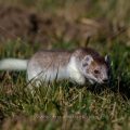 Hermelin (Mustela erminea)