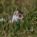 Hermelin (Mustela erminea)