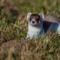 Hermelin (Mustela erminea)