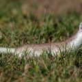 Hermelin (Mustela erminea)