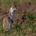 Hermelin (Mustela erminea)