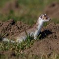 Hermelin (Mustela erminea)