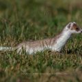 Hermelin (Mustela erminea)