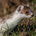Hermelin (Mustela erminea)