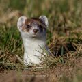 Hermelin (Mustela erminea)