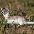 Hermelin (Mustela erminea)