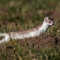Hermelin (Mustela erminea)