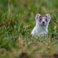Hermelin (Mustela erminea)