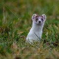 Hermelin (Mustela erminea)