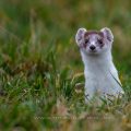 Hermelin (Mustela erminea)