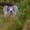 Hermelin (Mustela erminea)