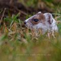 Hermelin (Mustela erminea)