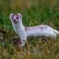 Hermelin (Mustela erminea)