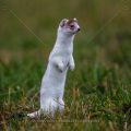 Hermelin (Mustela erminea)