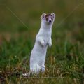 Hermelin (Mustela erminea)
