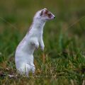 Hermelin (Mustela erminea)