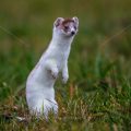 Hermelin (Mustela erminea)