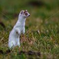 Hermelin (Mustela erminea)