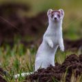 Hermelin (Mustela erminea)