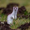Hermelin (Mustela erminea)