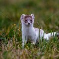 Hermelin (Mustela erminea)