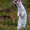 Hermelin (Mustela erminea)
