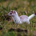 Hermelin (Mustela erminea)