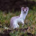 Hermelin (Mustela erminea)