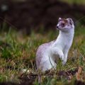 Hermelin (Mustela erminea)