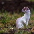Hermelin (Mustela erminea)