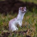 Hermelin (Mustela erminea)
