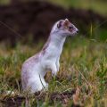 Hermelin (Mustela erminea)